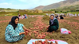 A day of the reality of the life of Afghan village girls  harvest potatoes in remotest village [upl. by Bowra]