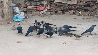 Angry Crows Birds Feeding Birds Crow Sounds  Crows Fight [upl. by Alonzo528]