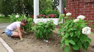 EXTREME FRONT YARD MAKEOVER  Removing an Overgrown Landscape amp Creating a Low Maintenance Garden [upl. by Eikciv]