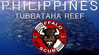 Buffalo Scuba  tubbataha Reef  Scuba Dive Philippines [upl. by Nnewg638]