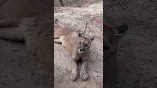 Lavada de Puma 💚😅  Inti  MundoAparte Centro de Rescate Rosario [upl. by Flosser]