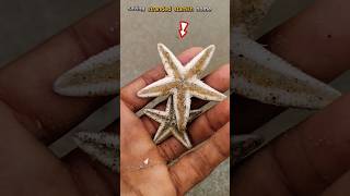 Saved standard Starfish 🌊 abhifishinglife starfish shortsviral [upl. by Sung]