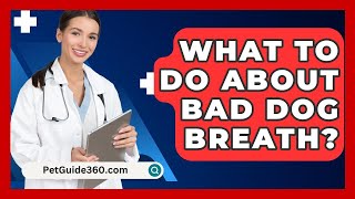 What To Do About Bad Dog Breath  PetGuide360com [upl. by Clellan]