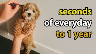 Puppy Growing 8 Weeks to 1 Year  Cavapoo [upl. by Monah]