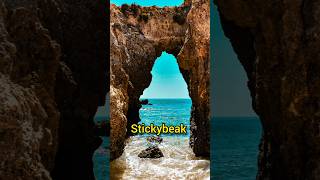 Stickybeak means shorts viral english trending englishteacher stickybeak vocabulary facts [upl. by Breeze]