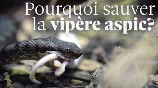 Tout ce que vous devez savoir sur la vipère aspic [upl. by Ahsinor]