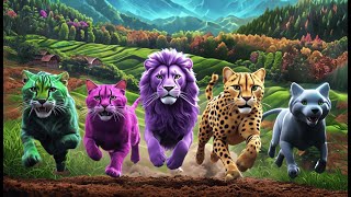 Colored Asian Carnivore Animals Races included female lion Panther male Lion Cheetah Wolf [upl. by Blanka]