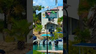 Bonaire Island 🏝️🦩🦎 travelvlog travel adventure vacation bonaire dutchcaribbean [upl. by Arreyt]