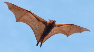 Are Bats Flying Primates [upl. by Talbott375]