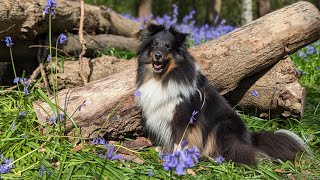 Bluebells walks with Lilly 🐕❤️🇬🇧 [upl. by Ahsote879]