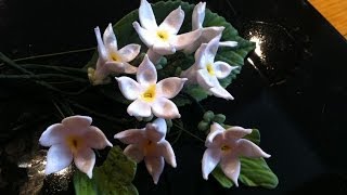 How to Make a Gum Paste Stephanotis [upl. by Lukin]