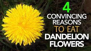 Is The Healthiest Part Of Dandelion Its Flower [upl. by Atnoek]