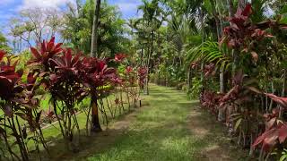 Maire Nui Gardens Takitumu District Rarotonga Cook Islands  5K [upl. by Ahsimik181]