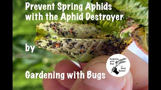 Prevent Spring Aphids with the Aphid Destroyer [upl. by Shurlock]