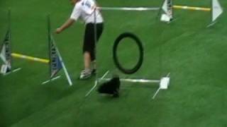 Schipperke Gory Bergerac Helsinki Agility WC ind jumping [upl. by Eneiluj]