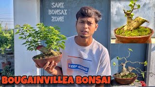 Bougainville Bonsai Movement  Bonsai Tree  Sani Bonsai Zone bonsai garden [upl. by Sirromad980]