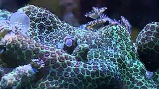 What is THIS Coral polyp bailout Christmas tree worms larve… Anyone [upl. by Kcire]