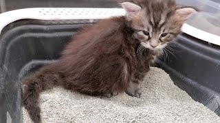 How to Litter Train a Kitten  In Just 2 Steps [upl. by Fai]