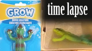 GROW Lizard  Time Lapse [upl. by Oninrutas269]