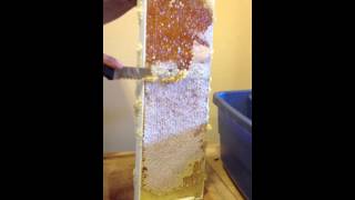 Harvesting Honey Removing Wax Cap [upl. by Ellenwad]