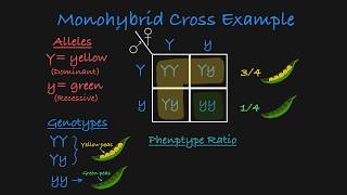 Monohybrid Cross Explained [upl. by Atnahsal945]