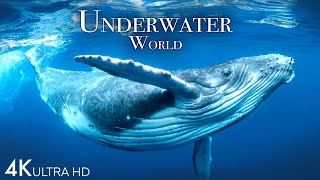 Underwater World 4K  Incredible Colorful Ocean Life  Marine Life  Scenic Relaxation Film [upl. by Koah]