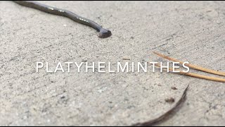 Platyhelminthes [upl. by Haem262]