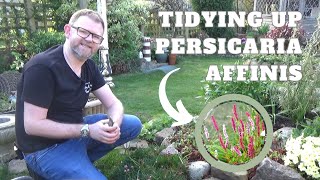 Tidying Up Persicaria affinis  How to Cut Back Bistorta affinis  Easy Low Growing Hardy Perennials [upl. by Woodsum]