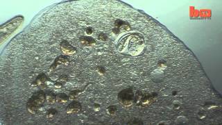 Microscopic Life In Single Drop Of Pond Water Safari [upl. by Riess]