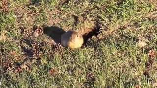 Urocitellus armatus  Uinta ground squirrel [upl. by Desberg]