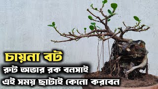 When to prune bonsai  Ficus Green Island Root Over Rock Bonsai [upl. by Adnolahs]