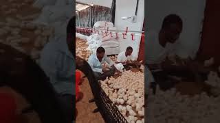 vaccination in EC poultry farm poultrytech chicken poultryfarming farm poultryfood [upl. by Nylidnarb114]