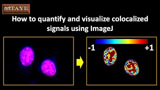 How to quantify and visualize colocalized signals using ImageJ [upl. by D'Arcy]