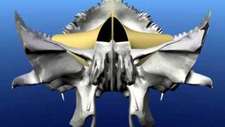 Craniosacral movement animated [upl. by Harland]