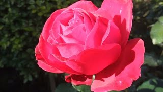 How to prune a Rose bush to encourage more blooms [upl. by Ahsenev]