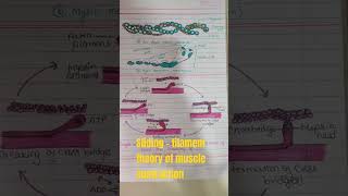 Sliding  filament theory of muscle contraction  muscle contraction actinmyosin scienceclass11 [upl. by Izogn]