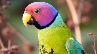 birdsPlum headed parrot [upl. by Bej]