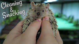 Lesser Tenrec Handfeeding amp Cage Cleaning [upl. by Grindlay]