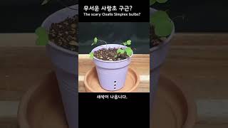 무서운 사랑초 구근 The scary Oxalis Simplex bulbs [upl. by Ardnasac]