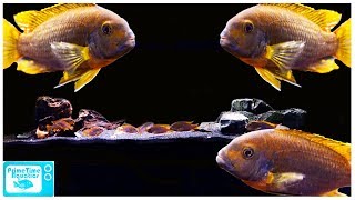 Rusty Cichlid Care and Breeding A Mellow Mbuna Cichlid [upl. by Efinnej]