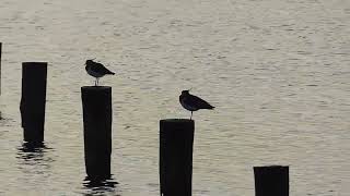 Northern Lapwing Vanellus vanellus Kievit Starrevaart ZH the Netherlands 29 Nov 2024 12 [upl. by Alliuqa132]