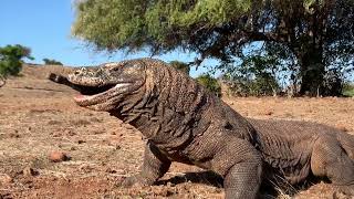 Brutal attacks by wild Komodo dragons leaving goats lying [upl. by Otilrac]