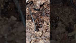 Wild aphaenogaster ant colony antkeeping ￼ [upl. by Winebaum779]