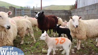 Lambing Live  Experience the Lambing Season in Wales [upl. by Ricard791]