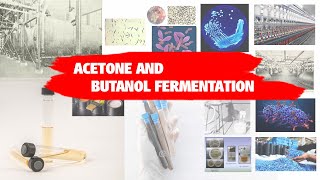 ACETONE AND BUTANOL FERMENTATION [upl. by Kristen889]