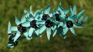 Ixia polystachya  African Corn Lily [upl. by Eirak715]