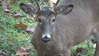 Hunting Over a Deer Decoy  Small Buck Action [upl. by Oirelav]