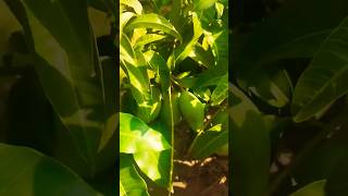 Baramasi mangoes nature garden youtube shorts [upl. by Amye]