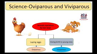 Science Oviparous and Viviparous animalanimated [upl. by Rolph]