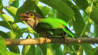 Large Green Barbet Mating call  Original bird sound [upl. by Akimehs798]